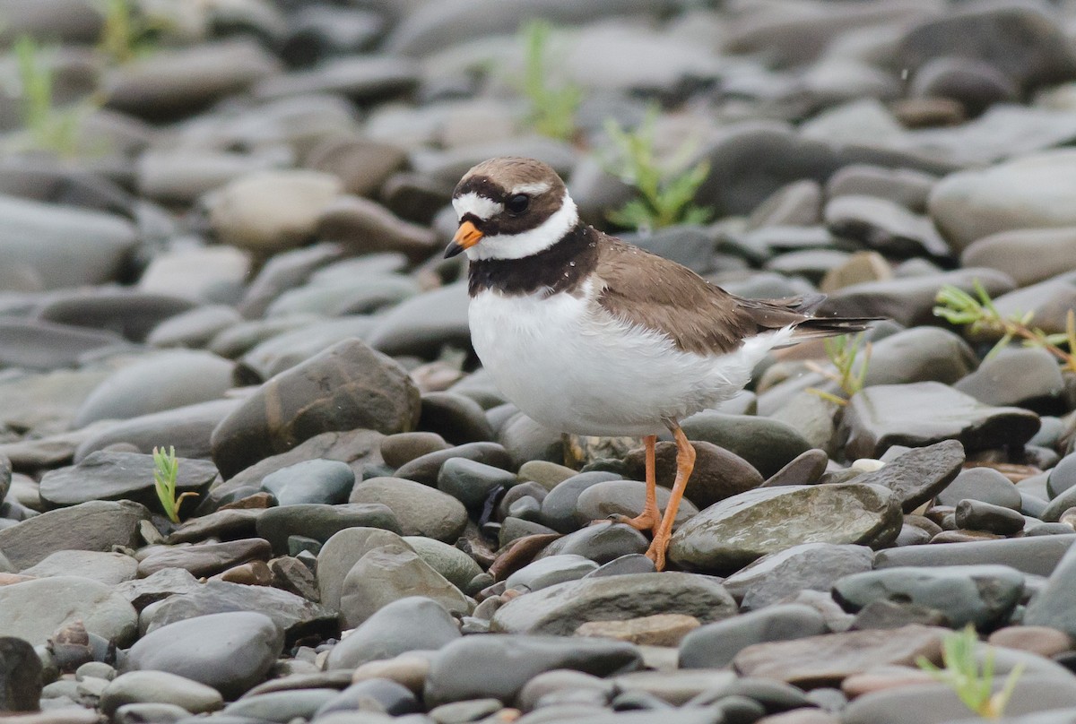 Common Ringed Plover - ML594251221