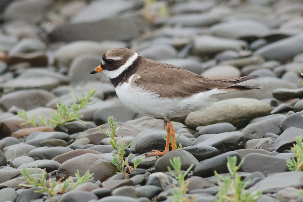 Common Ringed Plover - ML594251231