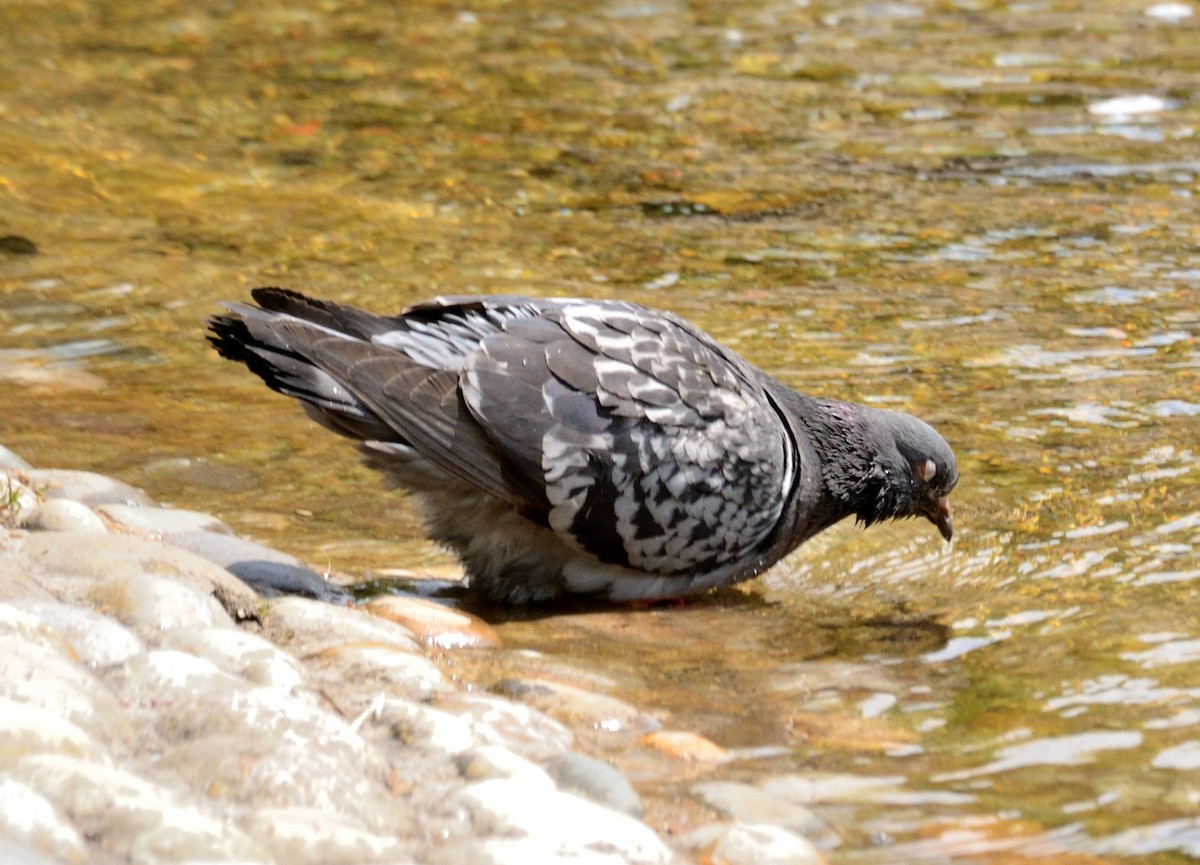 Rock Pigeon (Feral Pigeon) - ML594254551