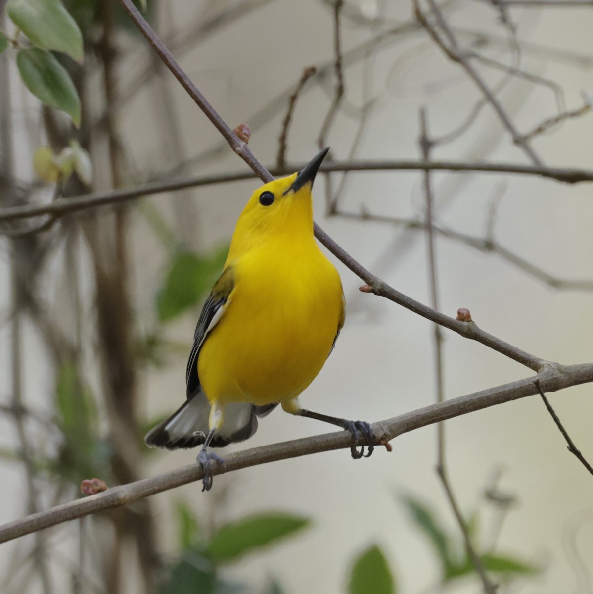 Prothonotary Warbler - ML594256971