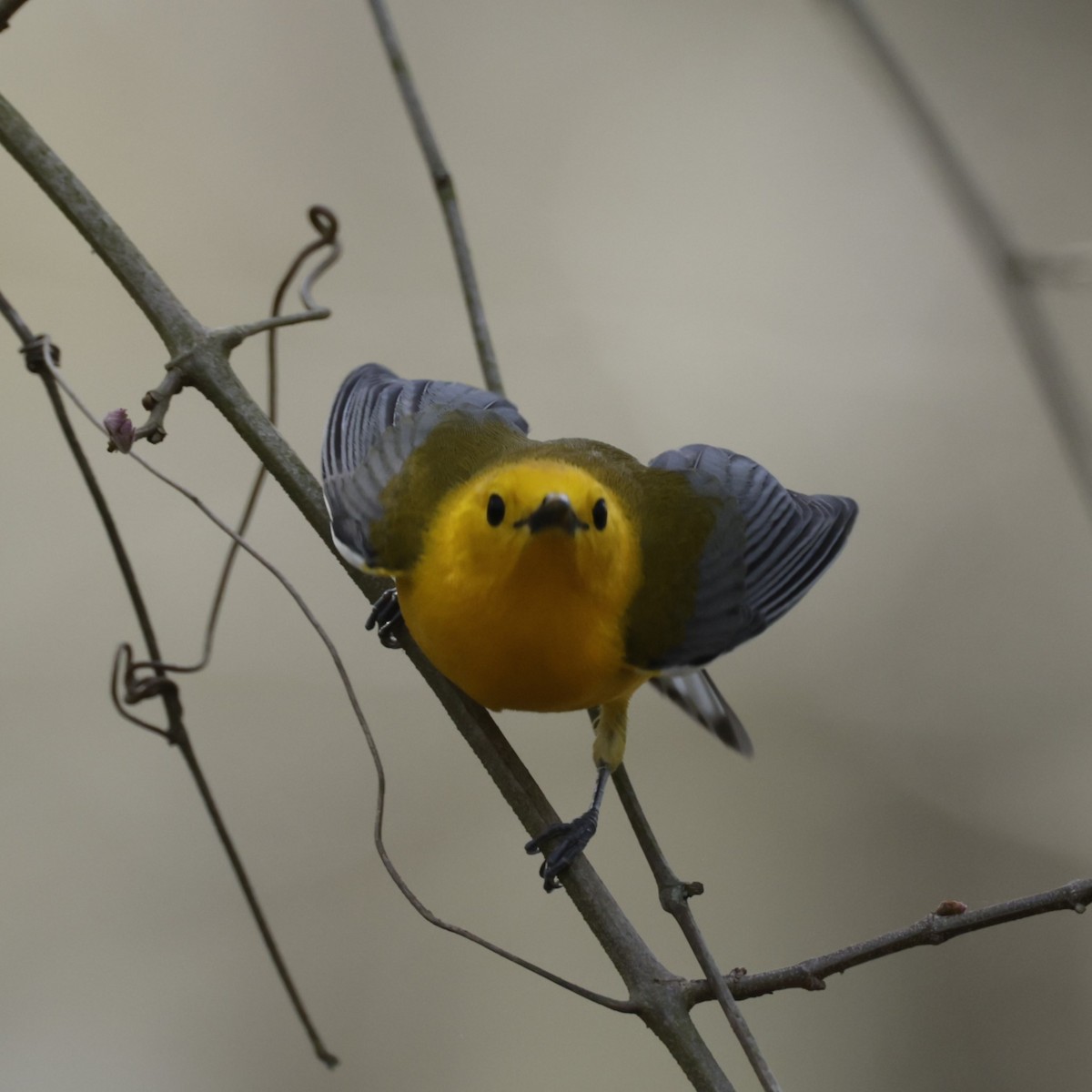 Prothonotary Warbler - ML594256981