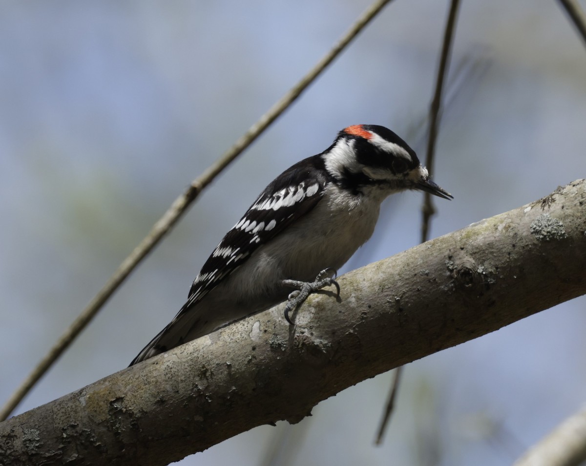 Downy Woodpecker (Eastern) - ML594257121