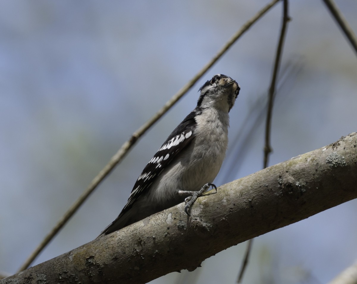 Downy Woodpecker (Eastern) - ML594257131
