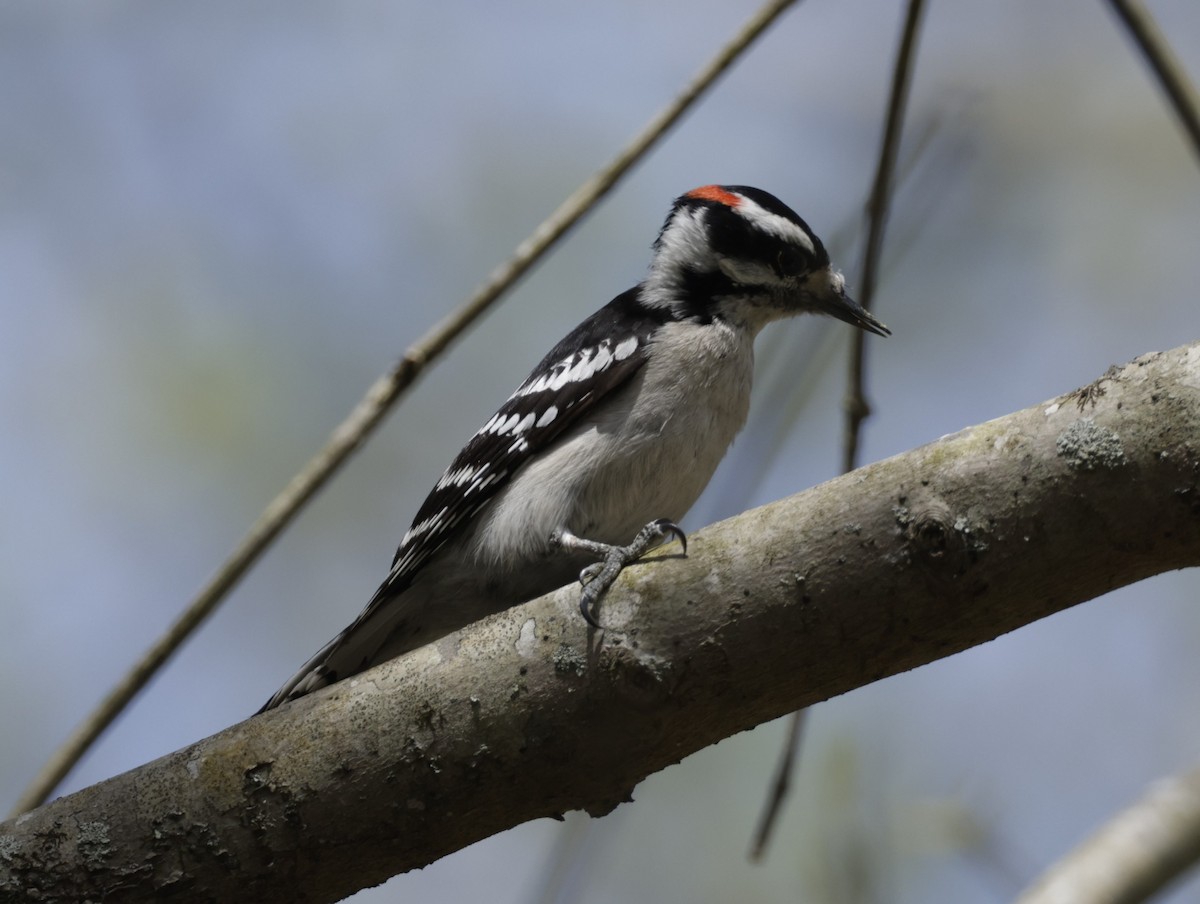Downy Woodpecker (Eastern) - Jim Stasz