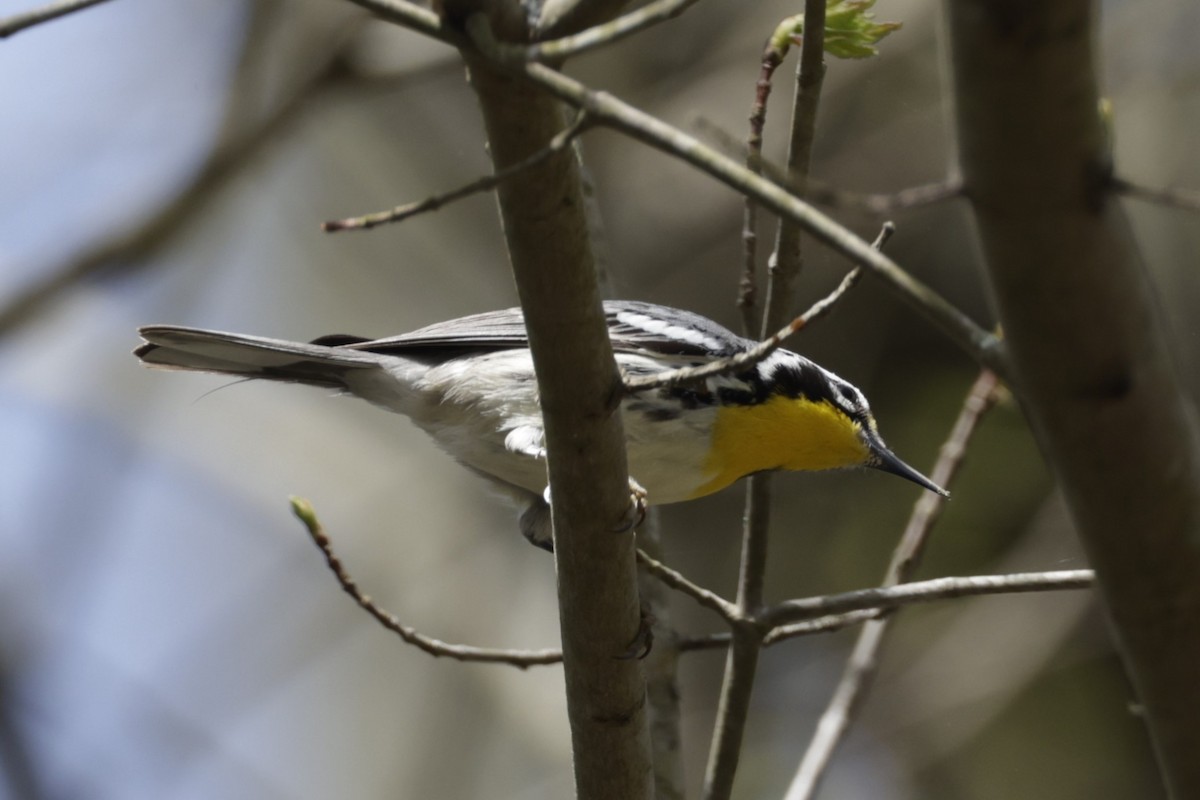 Yellow-throated Warbler (dominica/stoddardi) - ML594257351