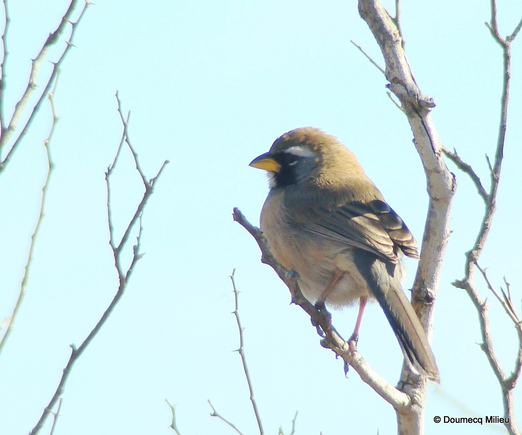 Many-colored Chaco Finch - ML59425741