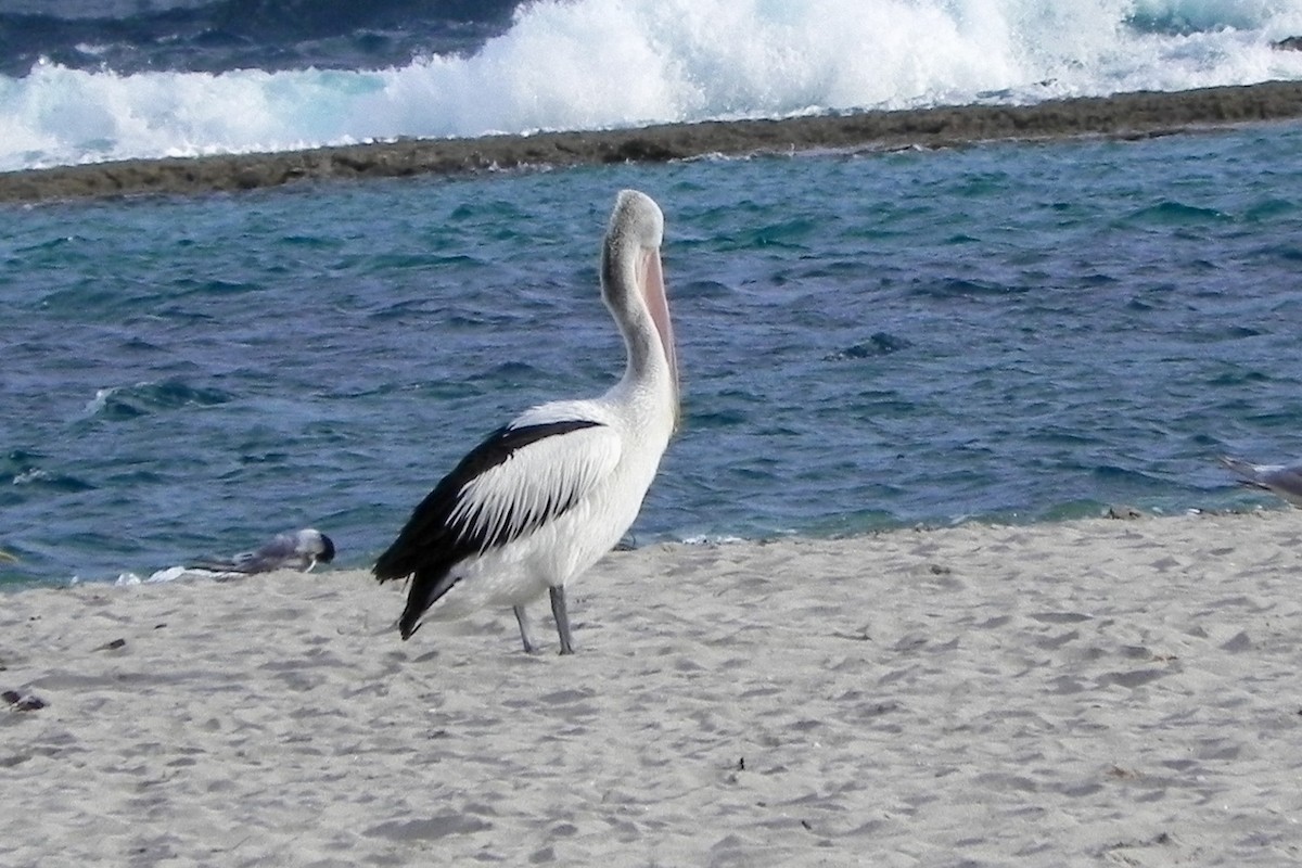 Australian Pelican - ML594259961