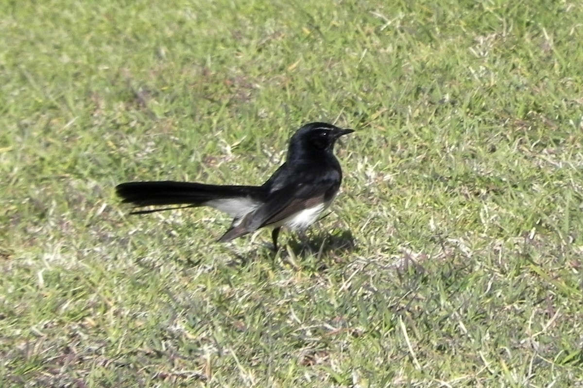 Willie-wagtail - ML594260301