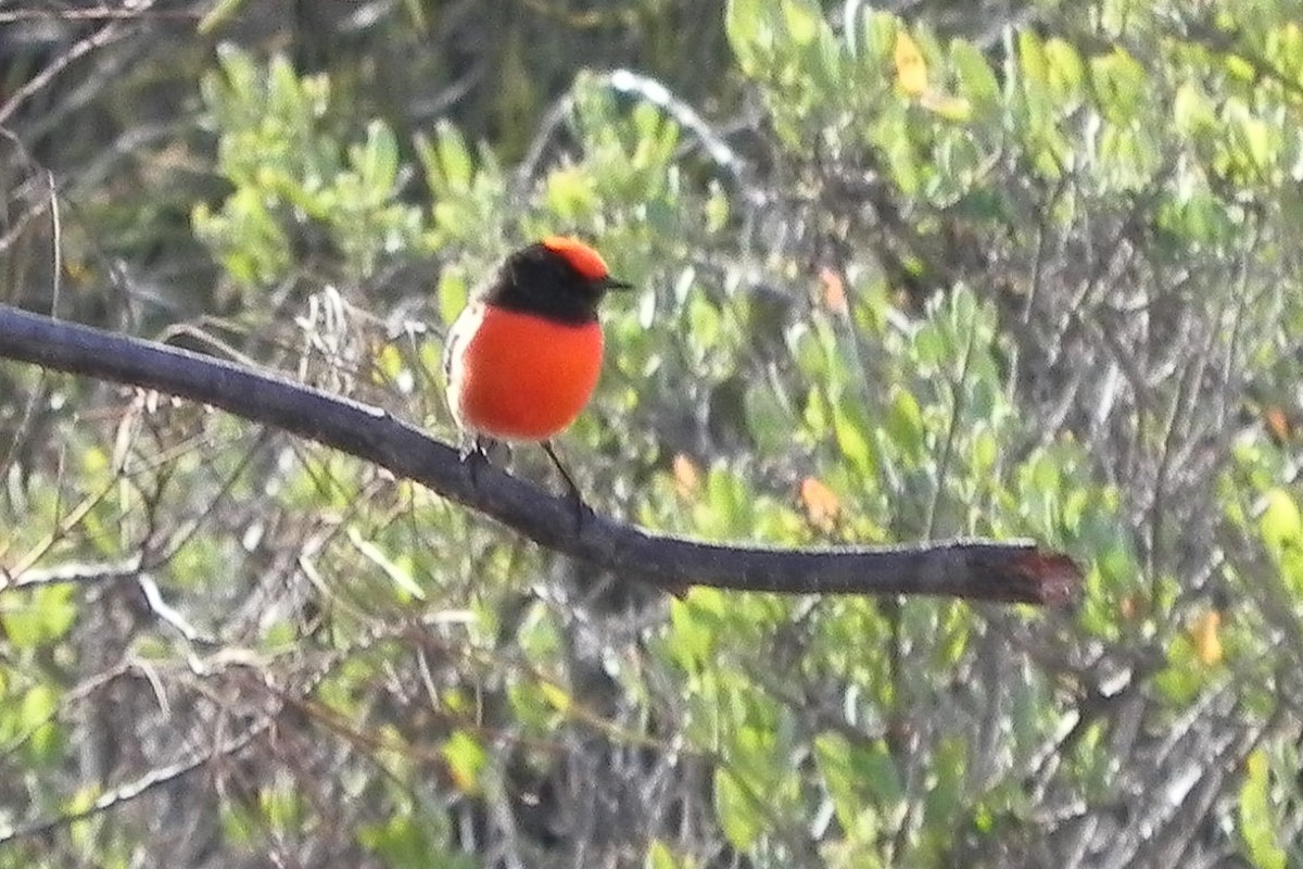 Red-capped Robin - ML594260761