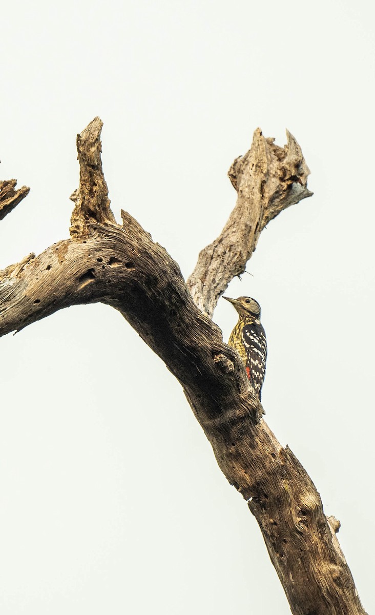 Stripe-breasted Woodpecker - William Richards