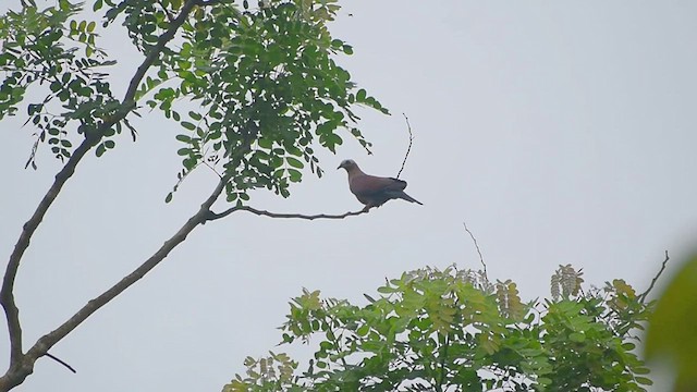 Pale-capped Pigeon - ML594268411