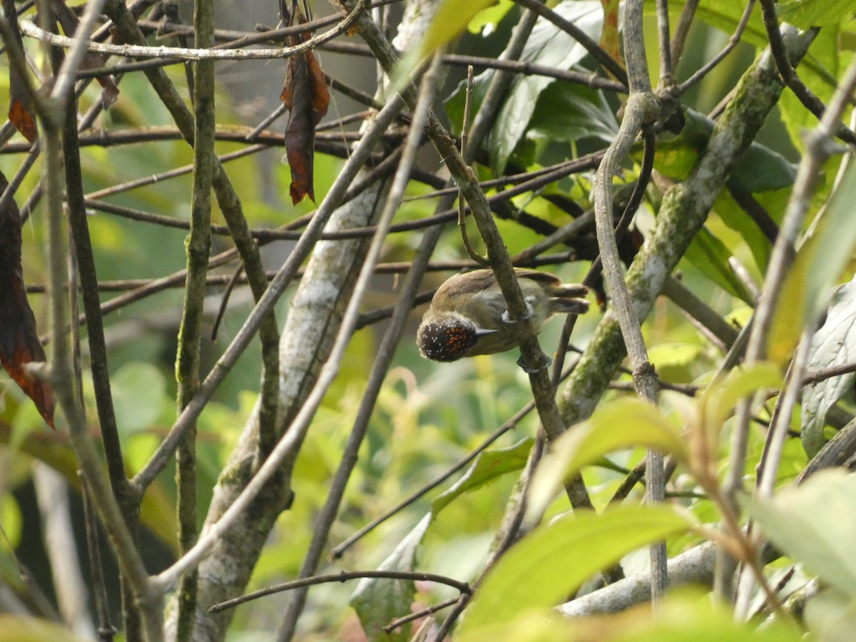 Olivaceous Piculet - ML594277341