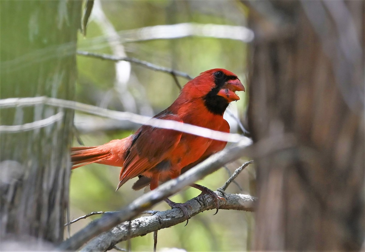Cardinal rouge - ML594280961