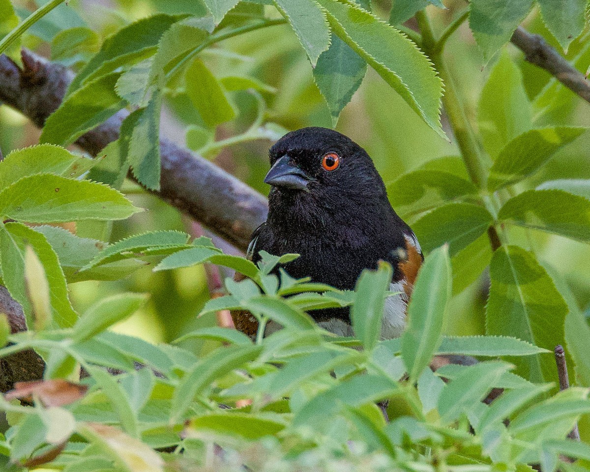 Spotted Towhee - ML594285351