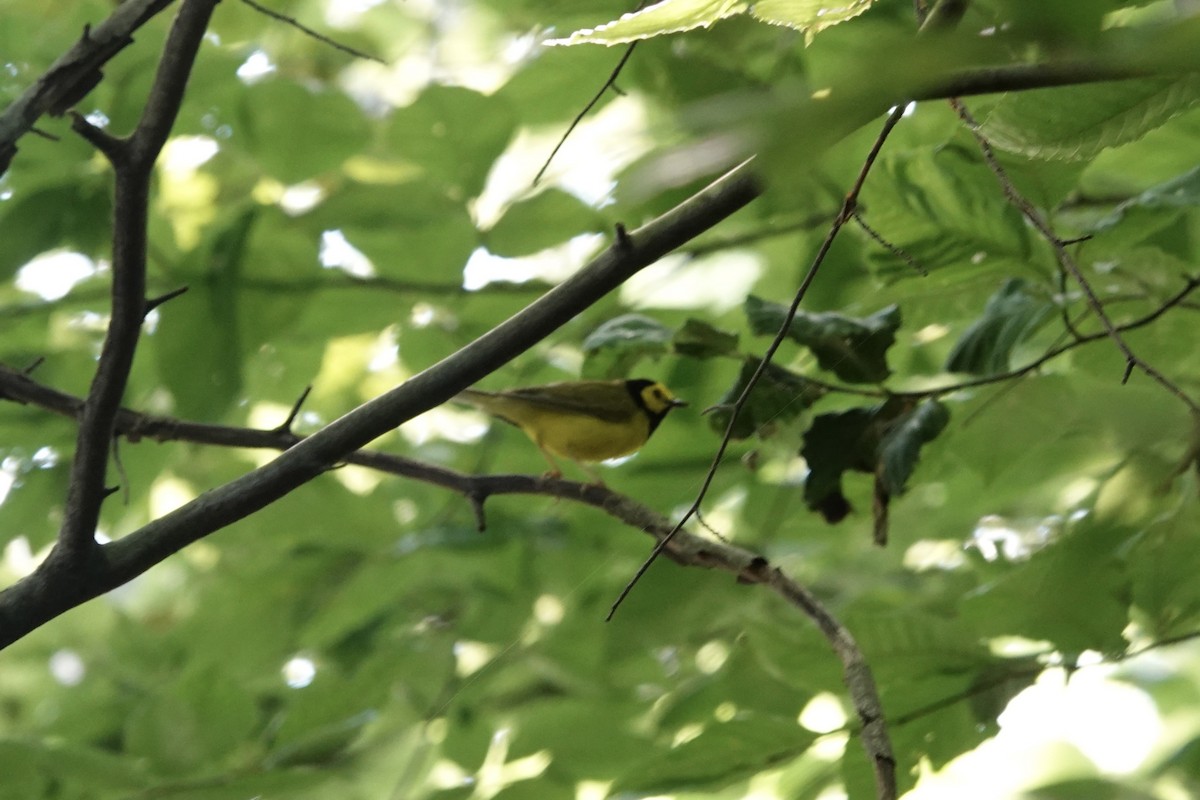 Hooded Warbler - gretchen buxton
