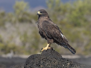  - Galapagos Hawk