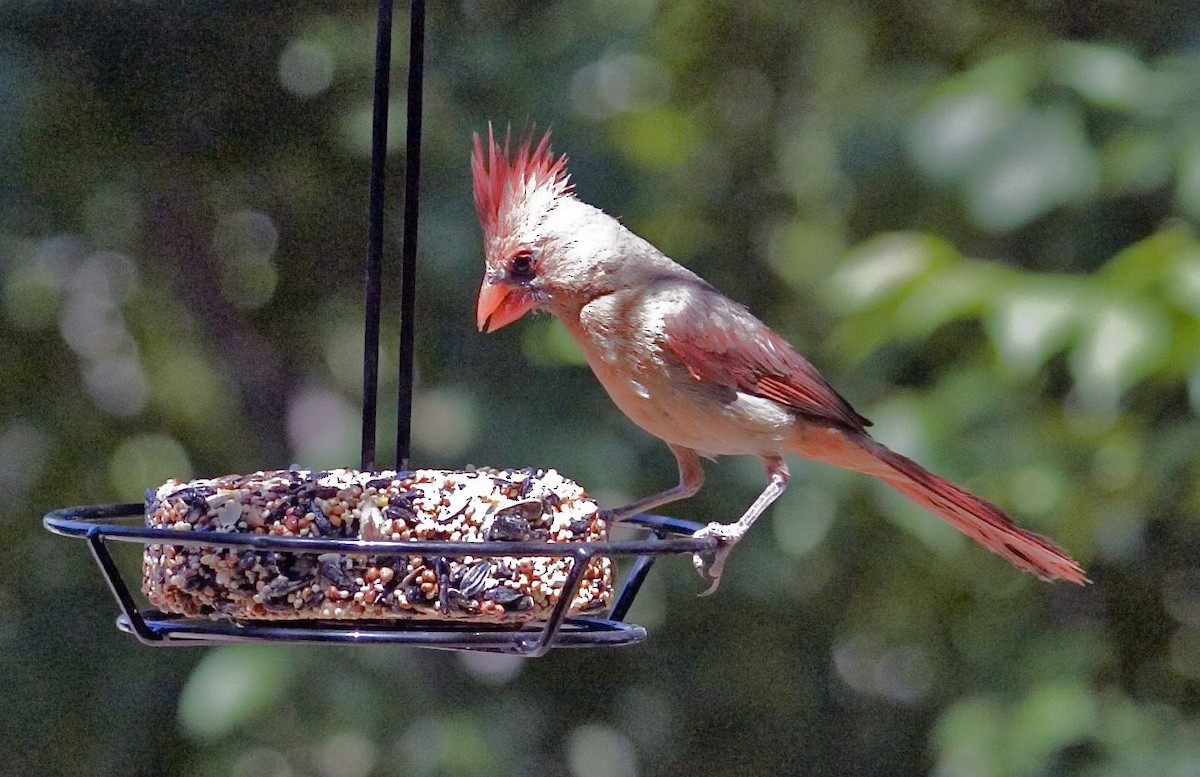 Cardinal rouge ou C. pyrrhuloxia - ML594307041