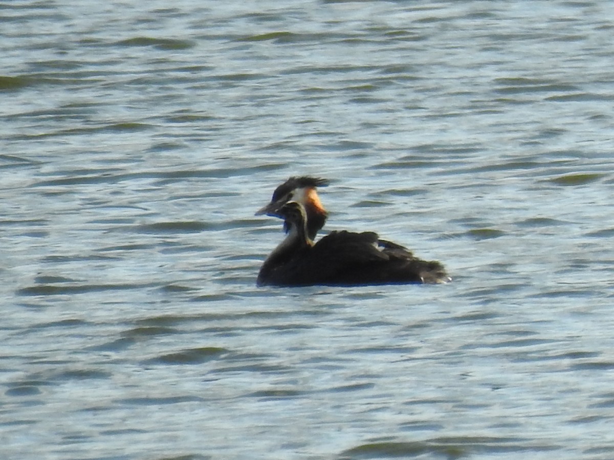 Great Crested Grebe - ML594307261