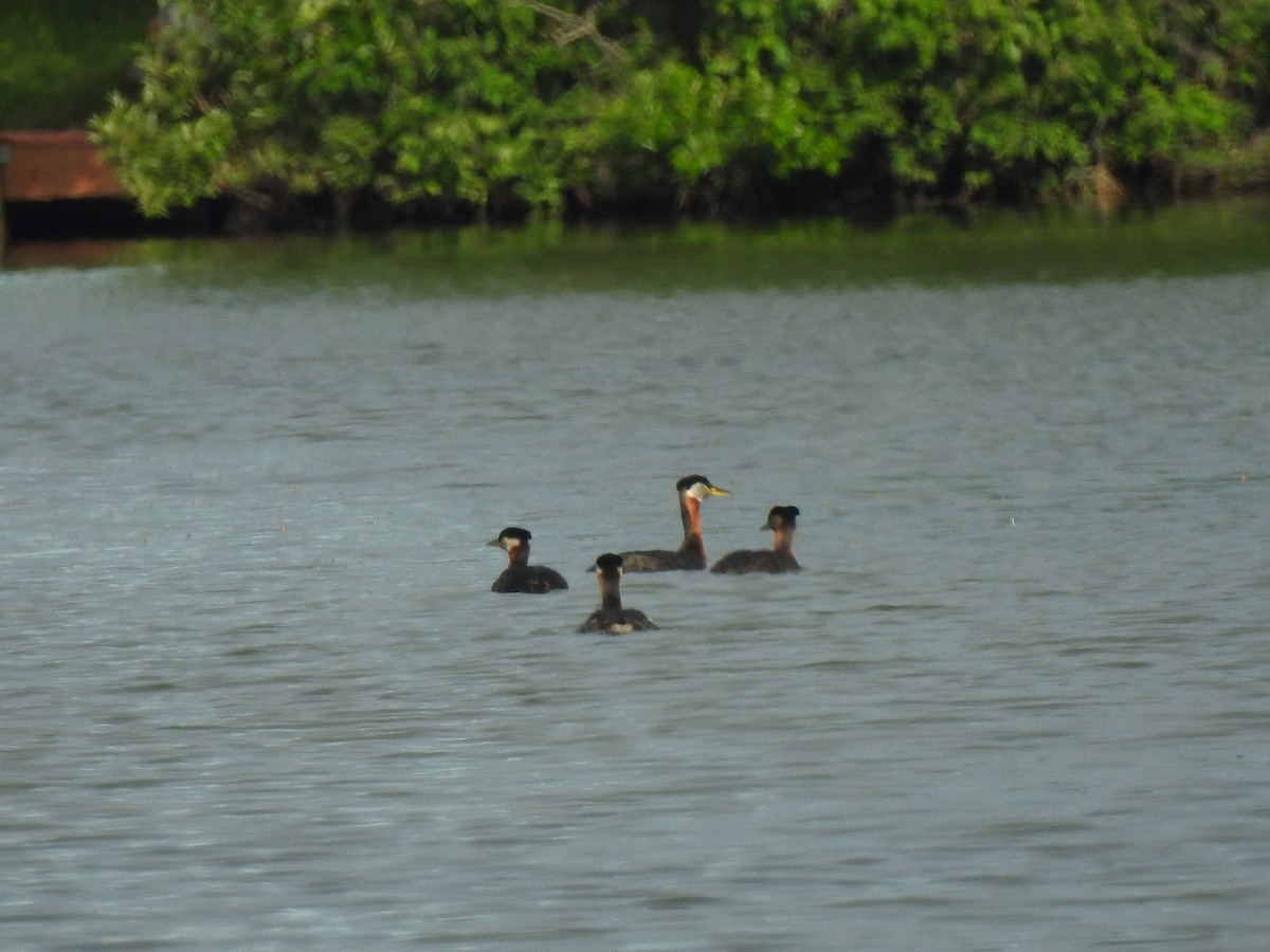 Red-necked Grebe - ML594307471