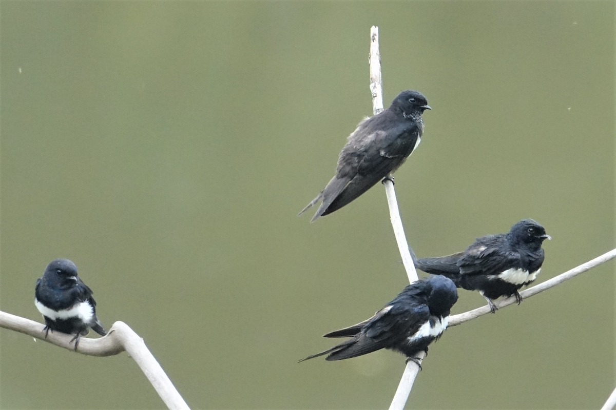 White-banded Swallow - Ottavio Janni