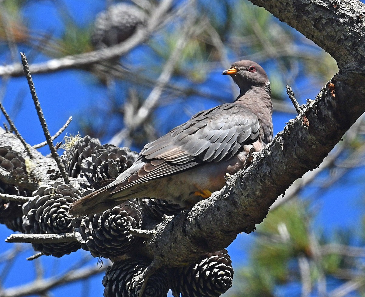 Band-tailed Pigeon - ML594308031