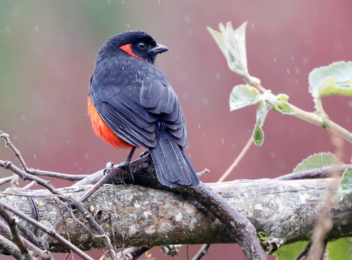 Scarlet-bellied Mountain Tanager - ML594309141