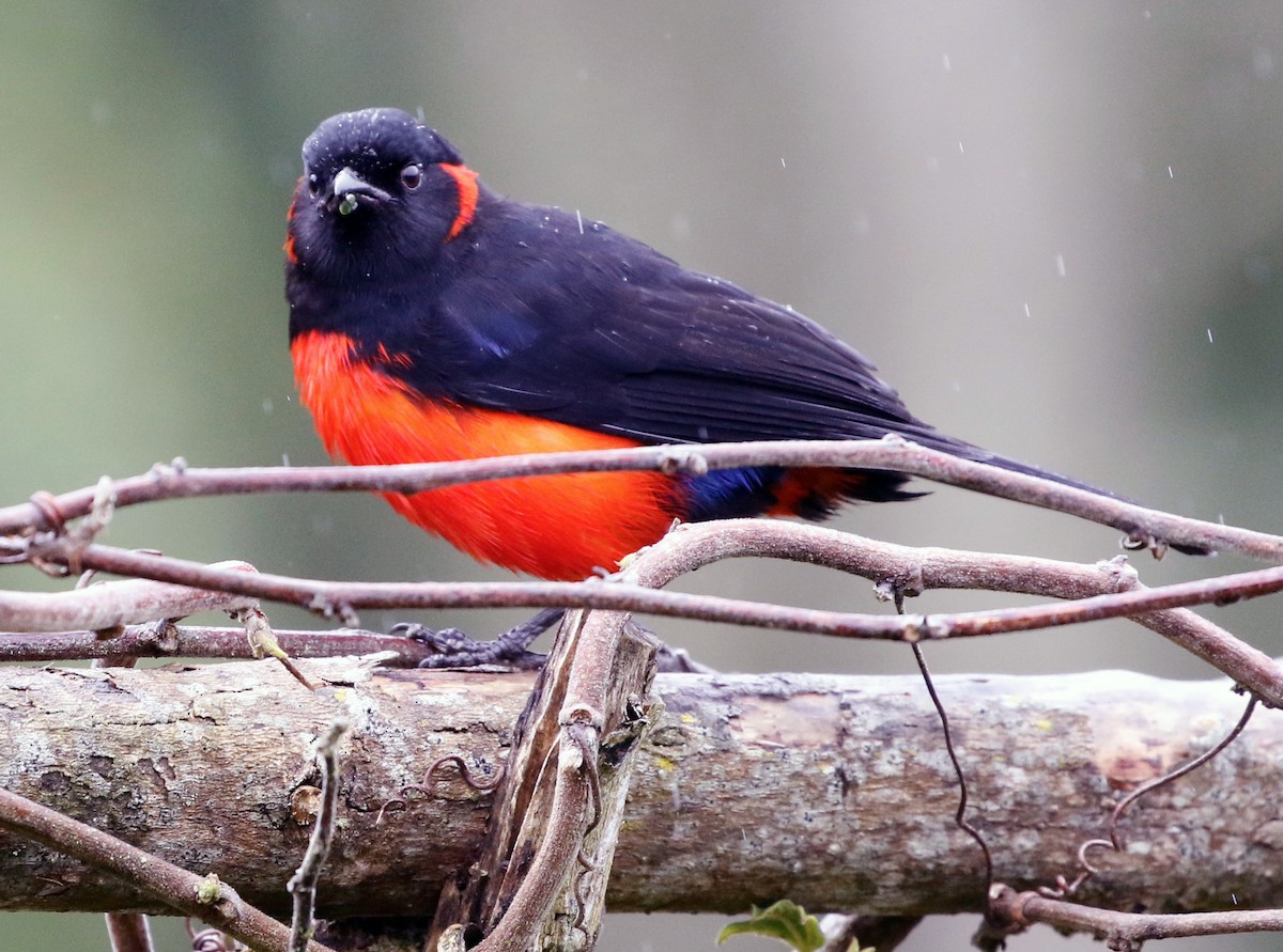 Scarlet-bellied Mountain Tanager - ML594309251