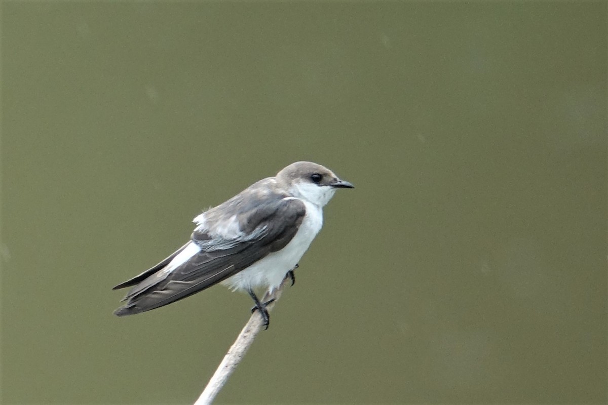 White-winged Swallow - Ottavio Janni