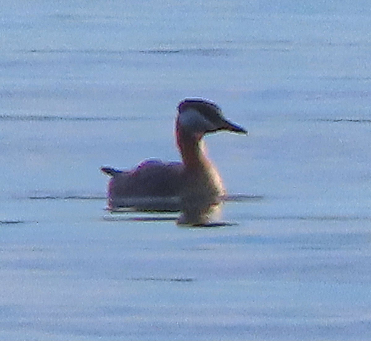 Red-necked Grebe - ML594312861