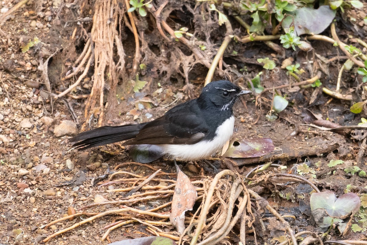Willie-wagtail - ML594313201