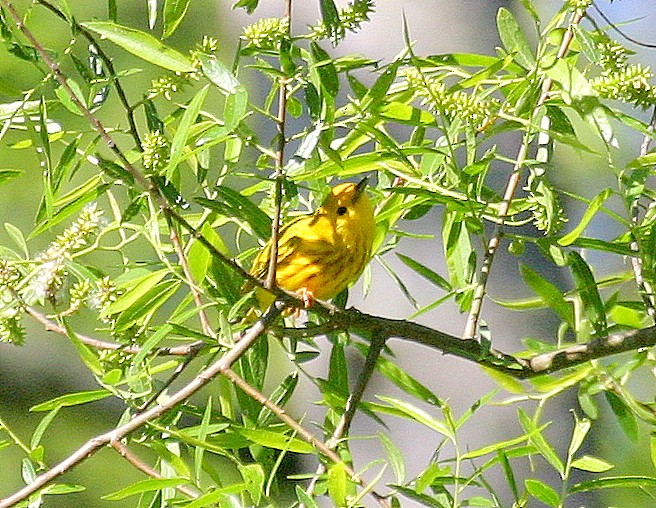 Yellow Warbler - ML594316261
