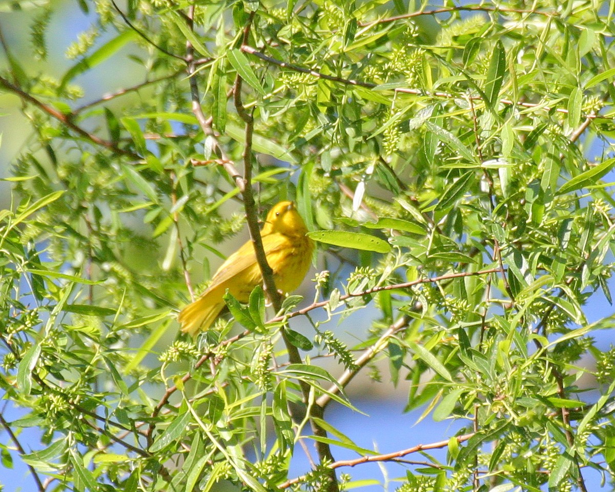 Yellow Warbler - ML594316361