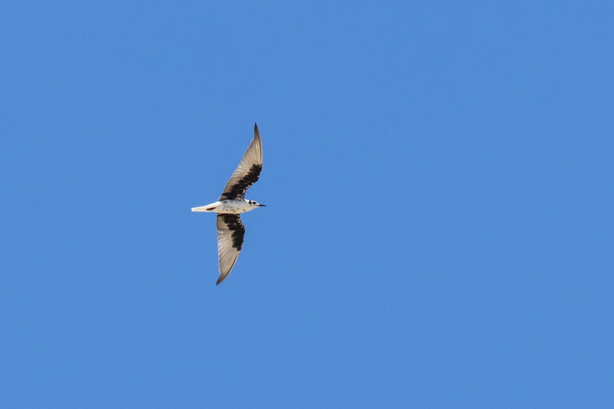 White-winged Tern - ML594316501