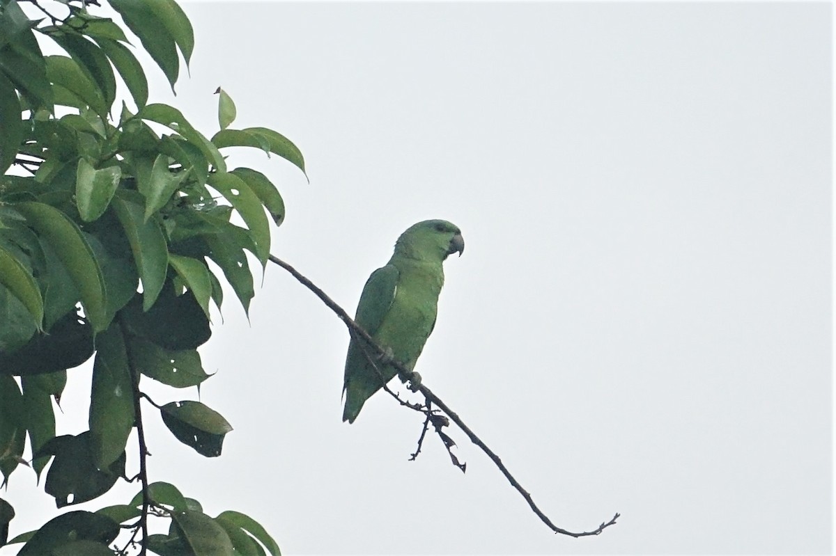 Short-tailed Parrot - Ottavio Janni
