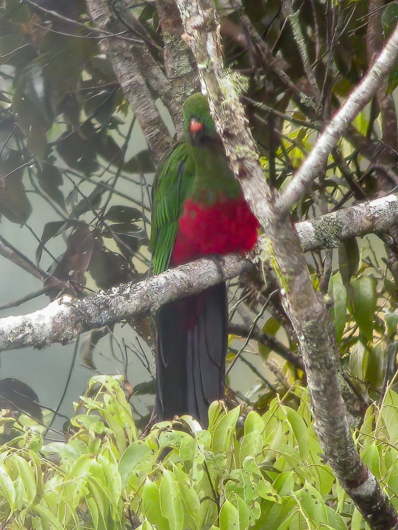 Papuan King-Parrot - ML594319041