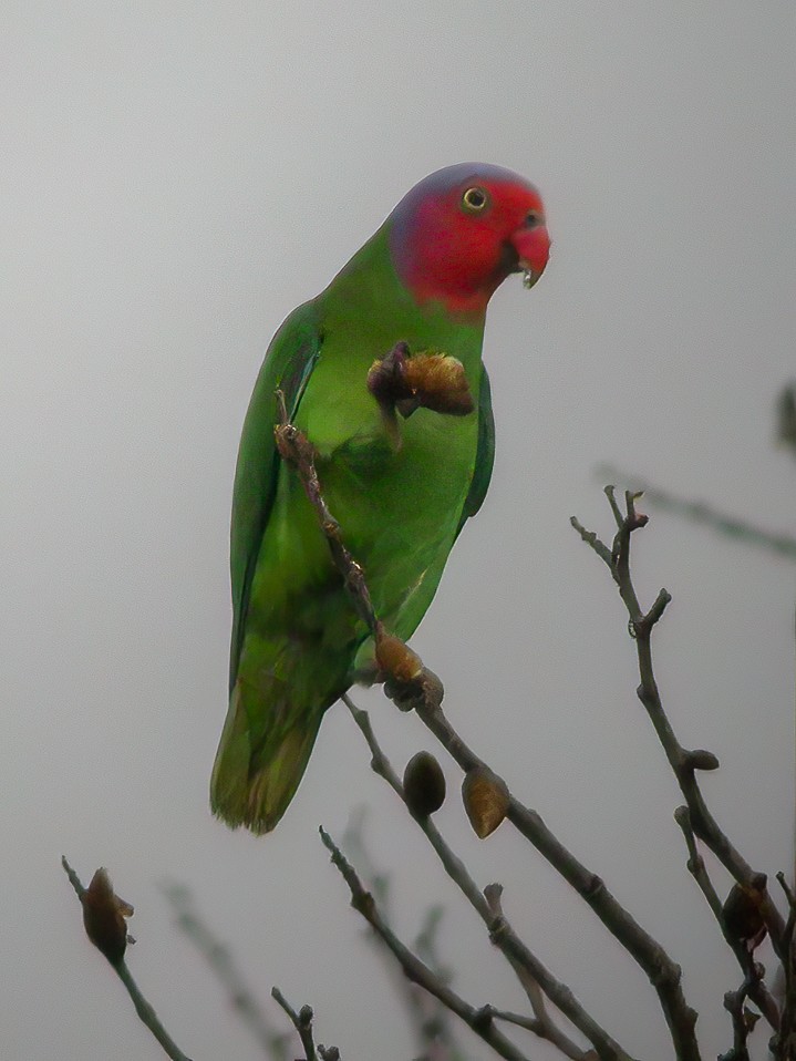 Red-cheeked Parrot - ML594321641
