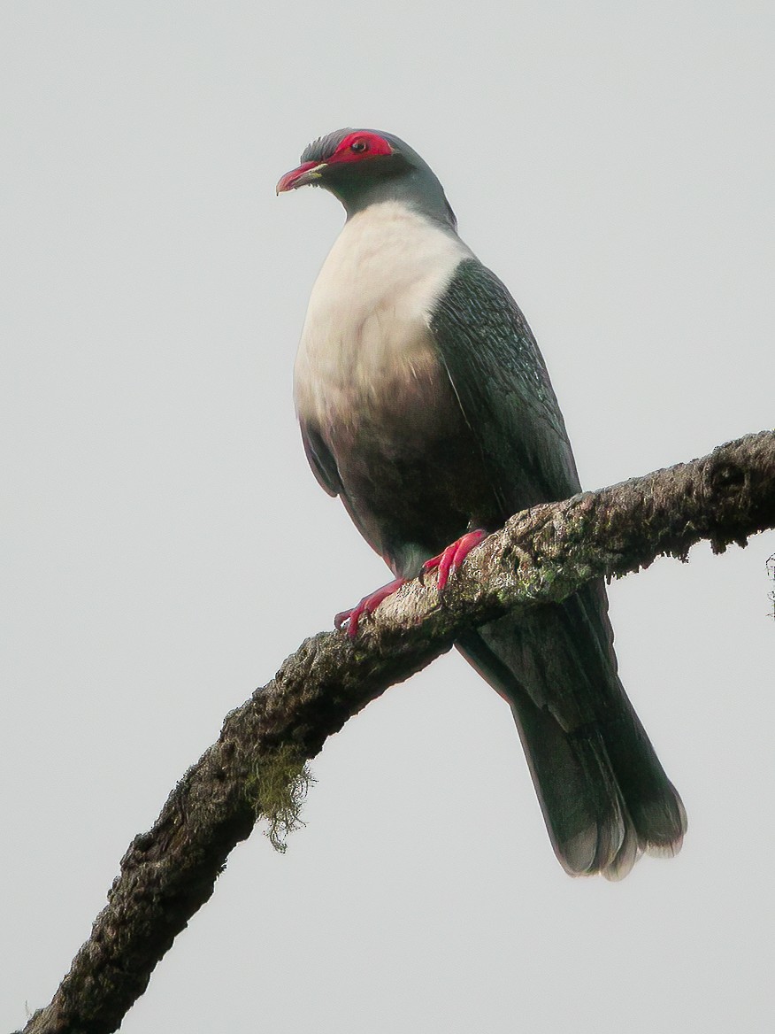 Новогвинейский голубь - ML594323191