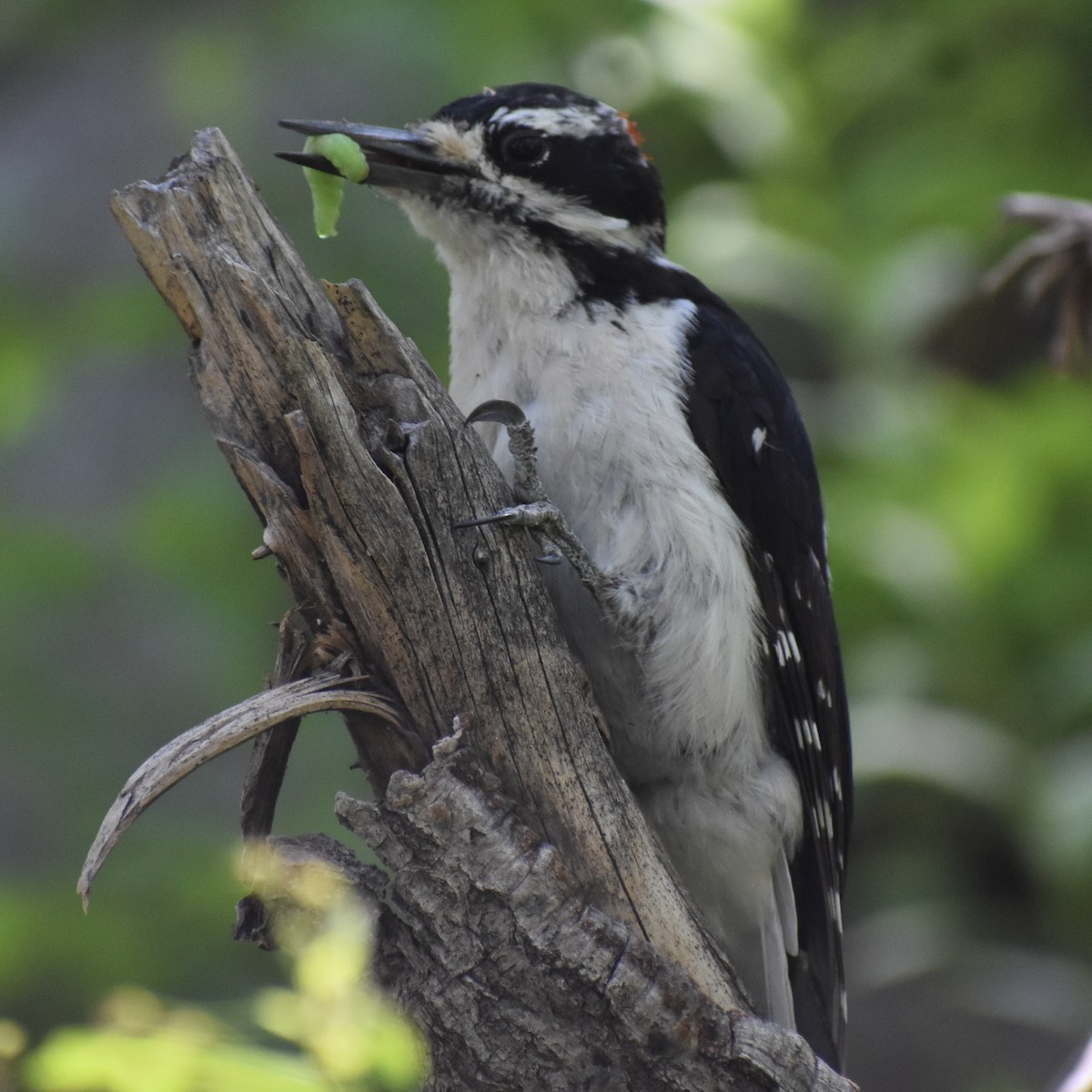 Hairy Woodpecker (Rocky Mts.) - Darren Hall
