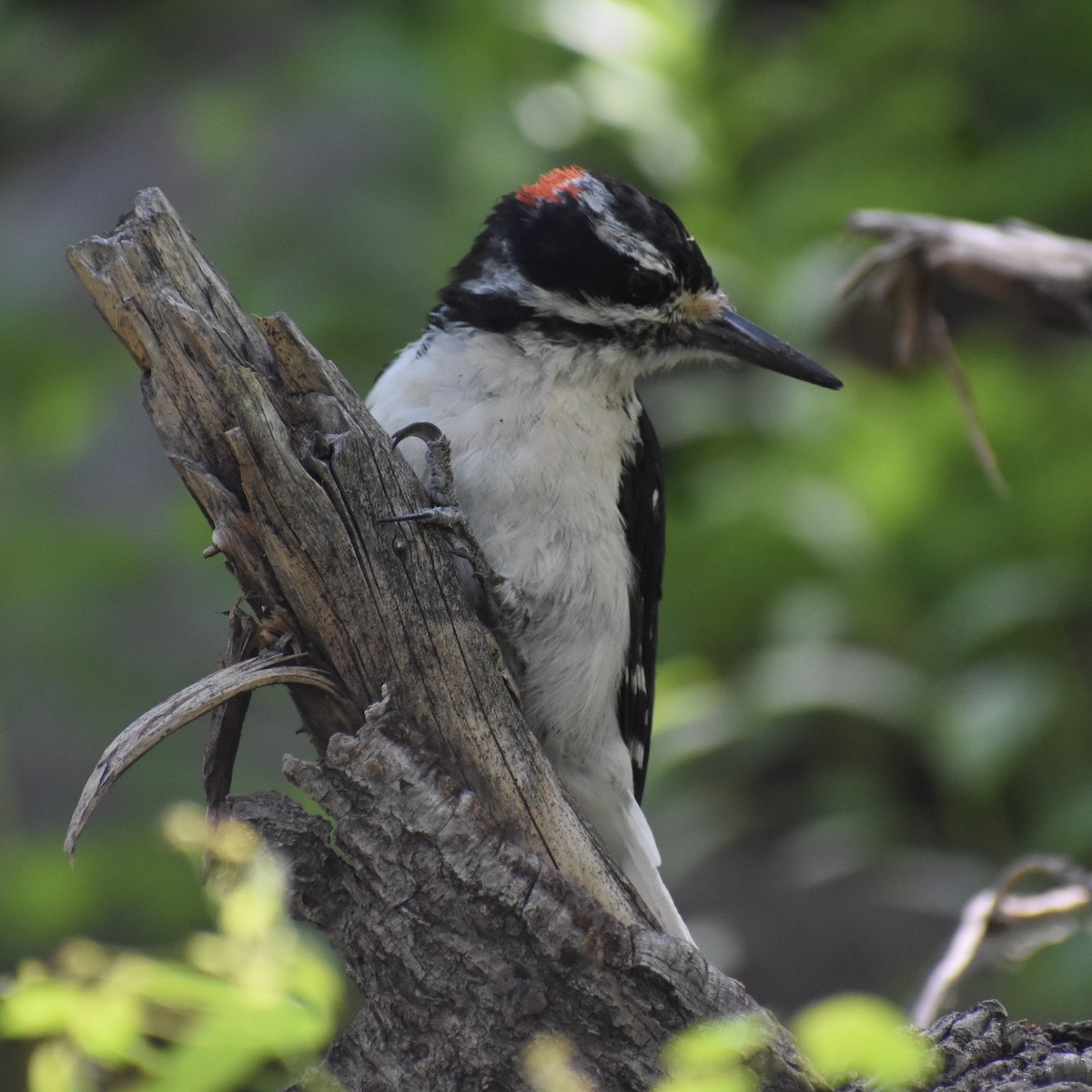 Hairy Woodpecker (Rocky Mts.) - Darren Hall