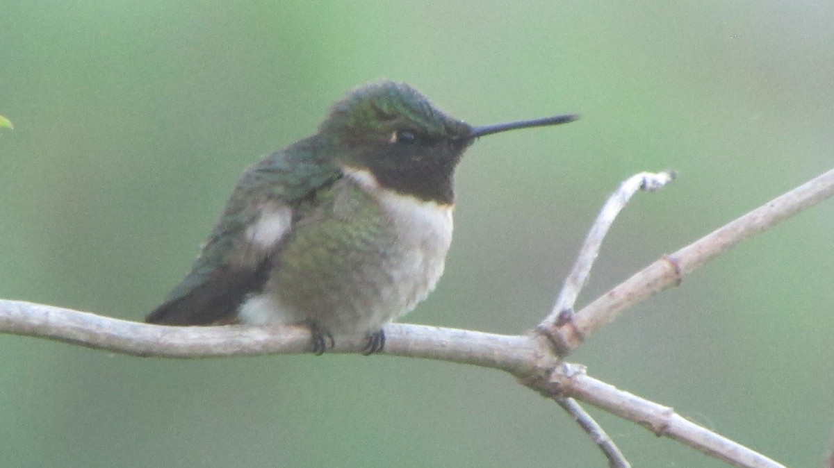 Ruby-throated Hummingbird - ML59432621