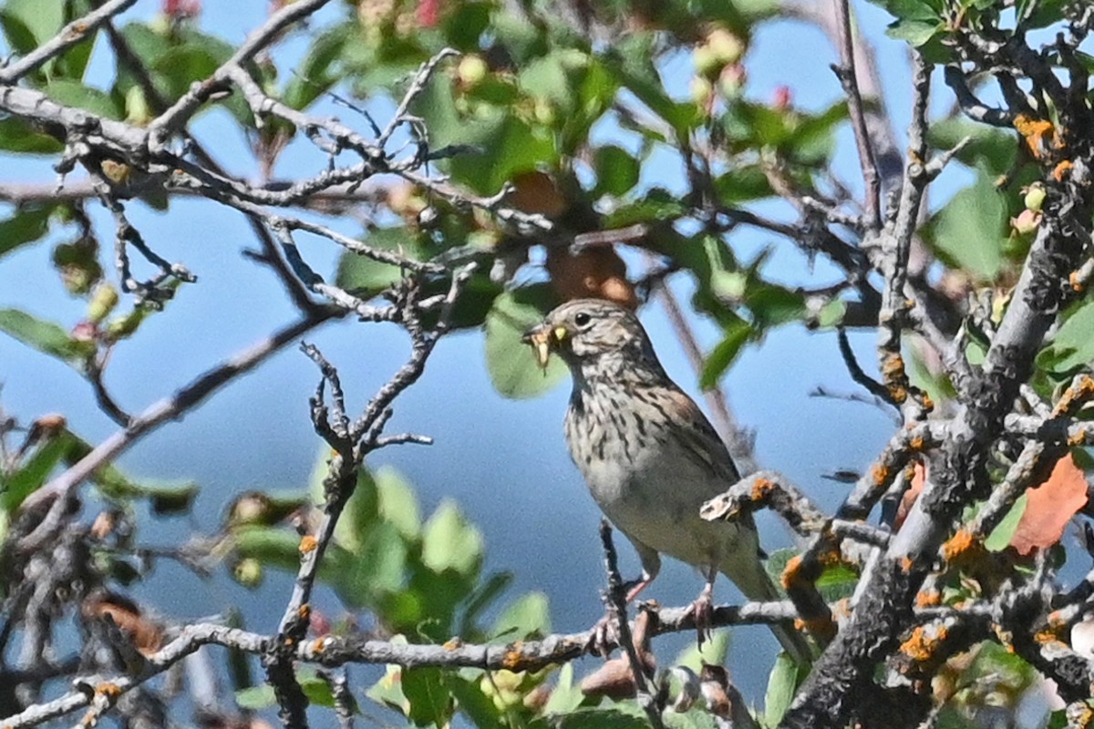 Vesper Sparrow - ML594326611