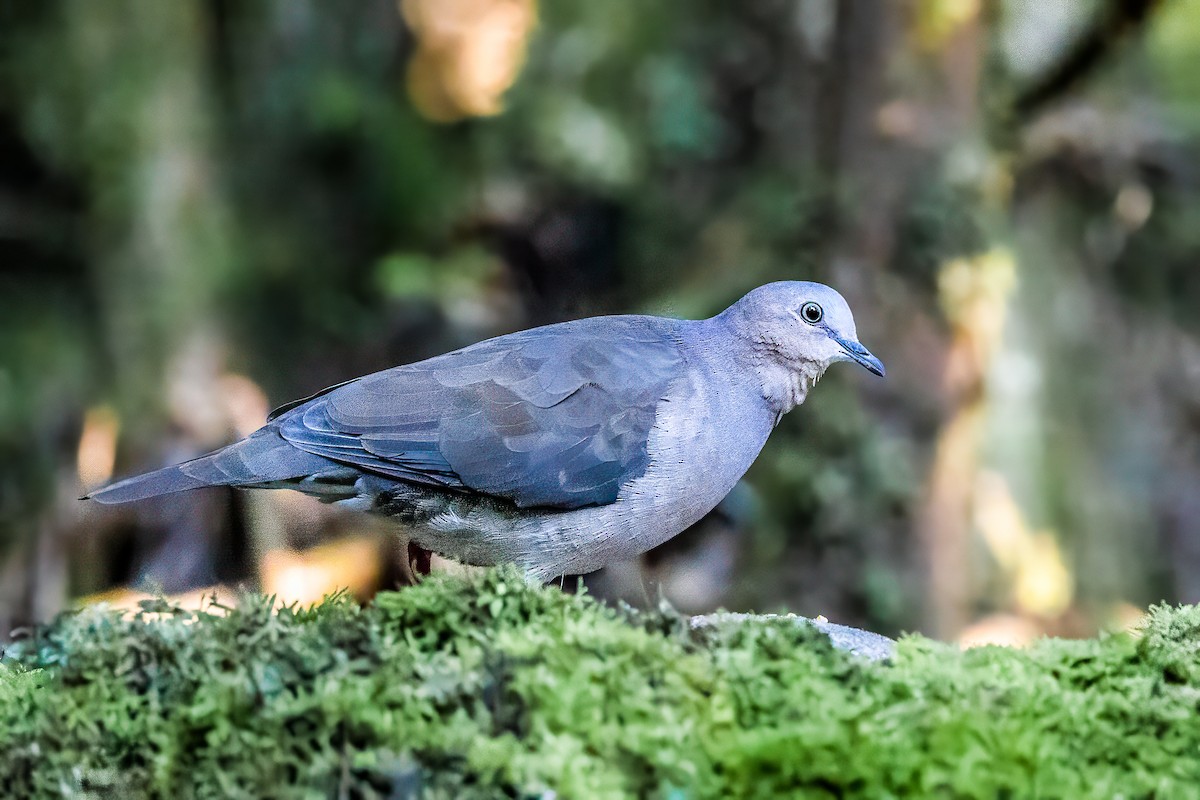 White-tipped Dove (brasiliensis Group) - ML594328721