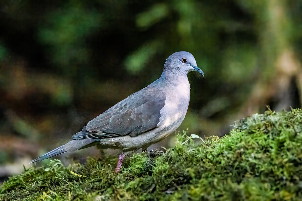 White-tipped Dove (brasiliensis Group) - ML594328741