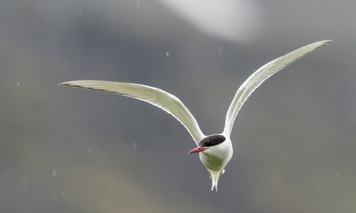 Arctic Tern - Joshua Hogan