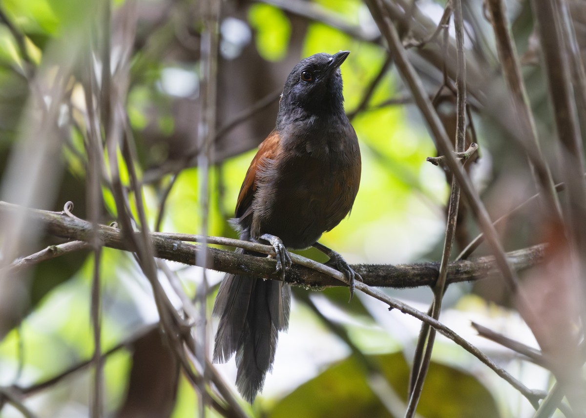 Ruddy Spinetail (Sooty) - Silvia Faustino Linhares