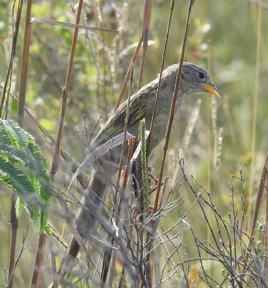 Wedge-tailed Grass-Finch - ML594330561