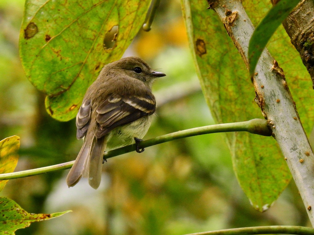 Olive-chested Flycatcher - ML594332101