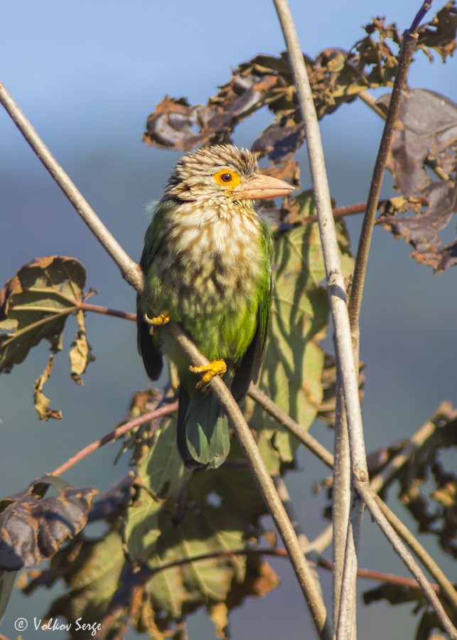 Lineated Barbet - ML594334531