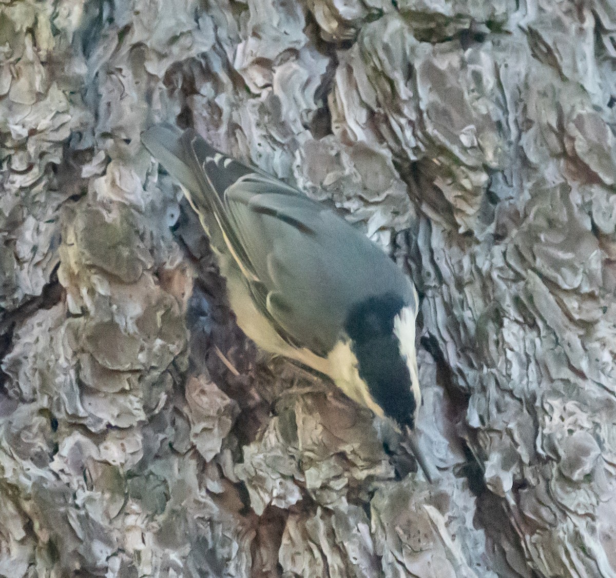 White-breasted Nuthatch - ML594338501