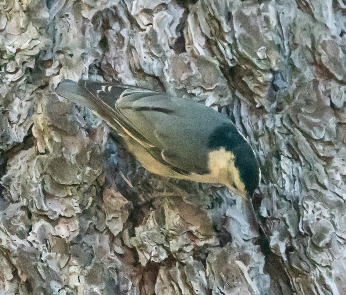 White-breasted Nuthatch - ML594338511